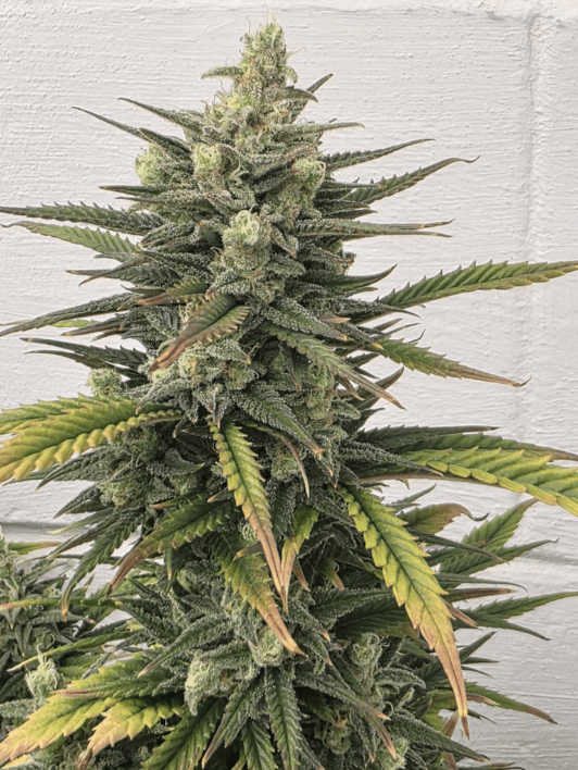 Grease monkey 3