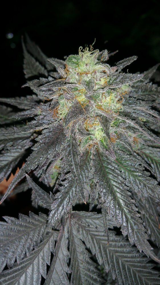 Grease monkey 6