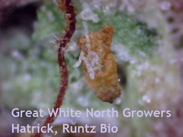 Great White North Growers Hatrick Runtz Bio   Contaminant 