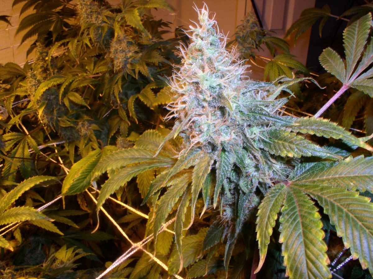 Greatwhite1