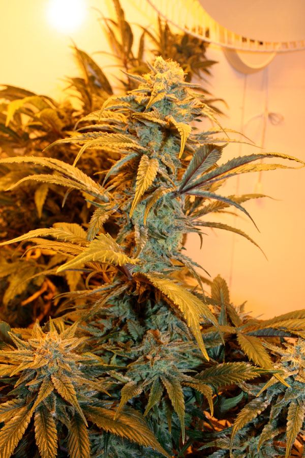 Green bean green crack  x jilly bean 4
