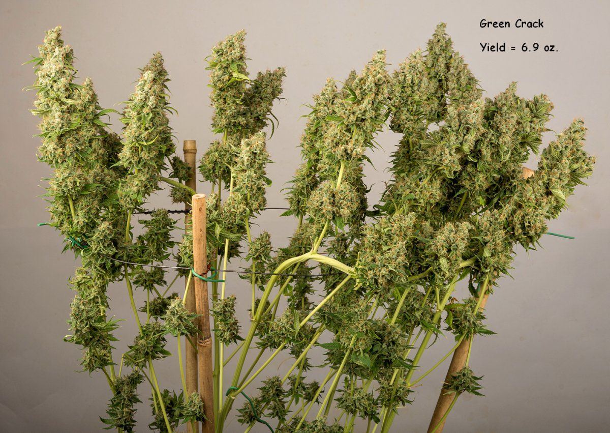 Green Crack  10 Nov