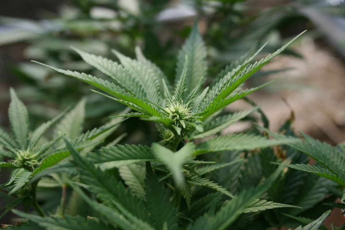 Green crack 6 10 09
