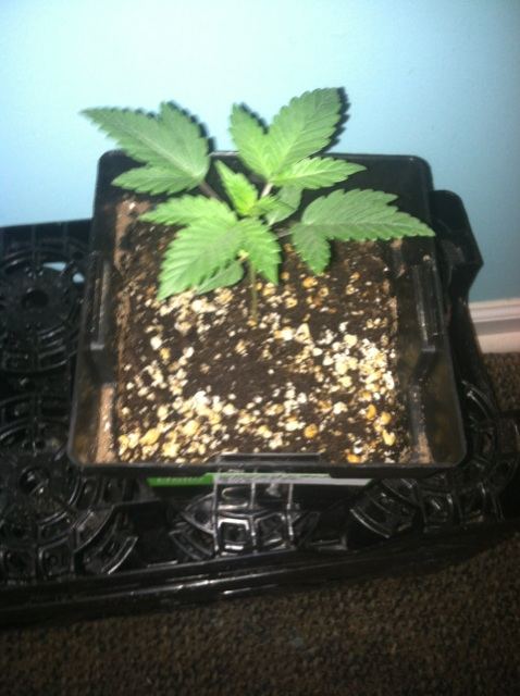 GREEN CRACK BURMESE 1