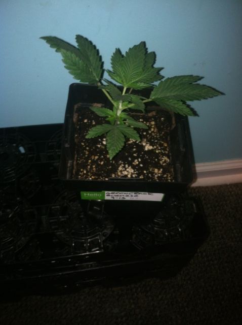 GREEN CRACK BURMESE 2