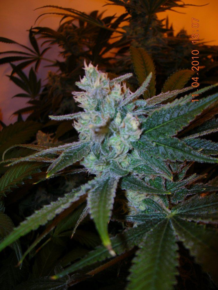 Green Crack Close Up