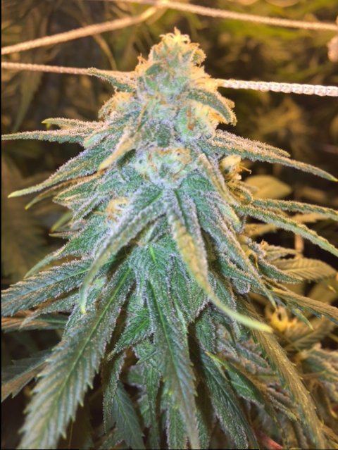 Green crack day 35 flash