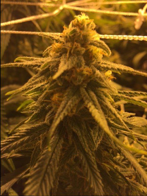Green crack day 35 no flash