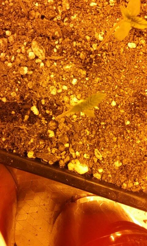 Green Crack Day 6 cotyldon eaten by plant