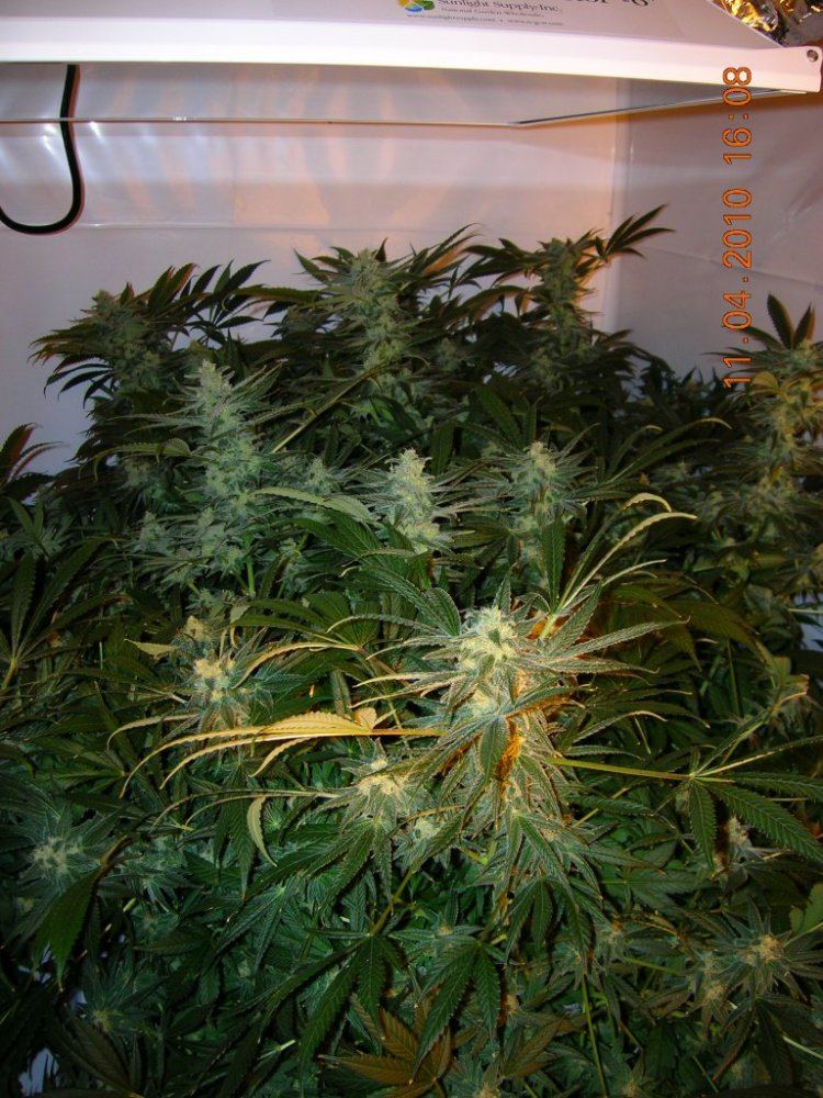 Green Crack Group Shot