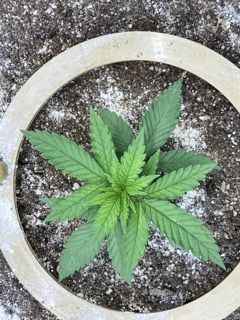 Green crack in de 4x4 tent 2
