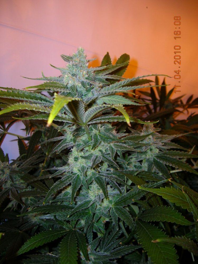 Green Crack