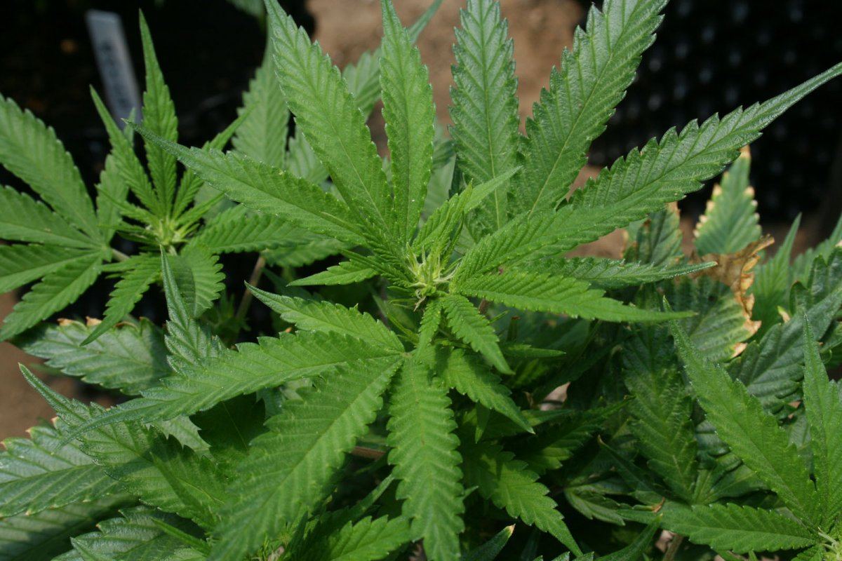 Green Crack
