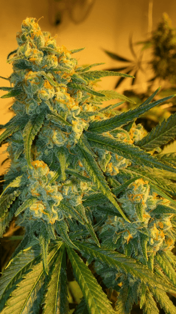 Green crack nug day 45