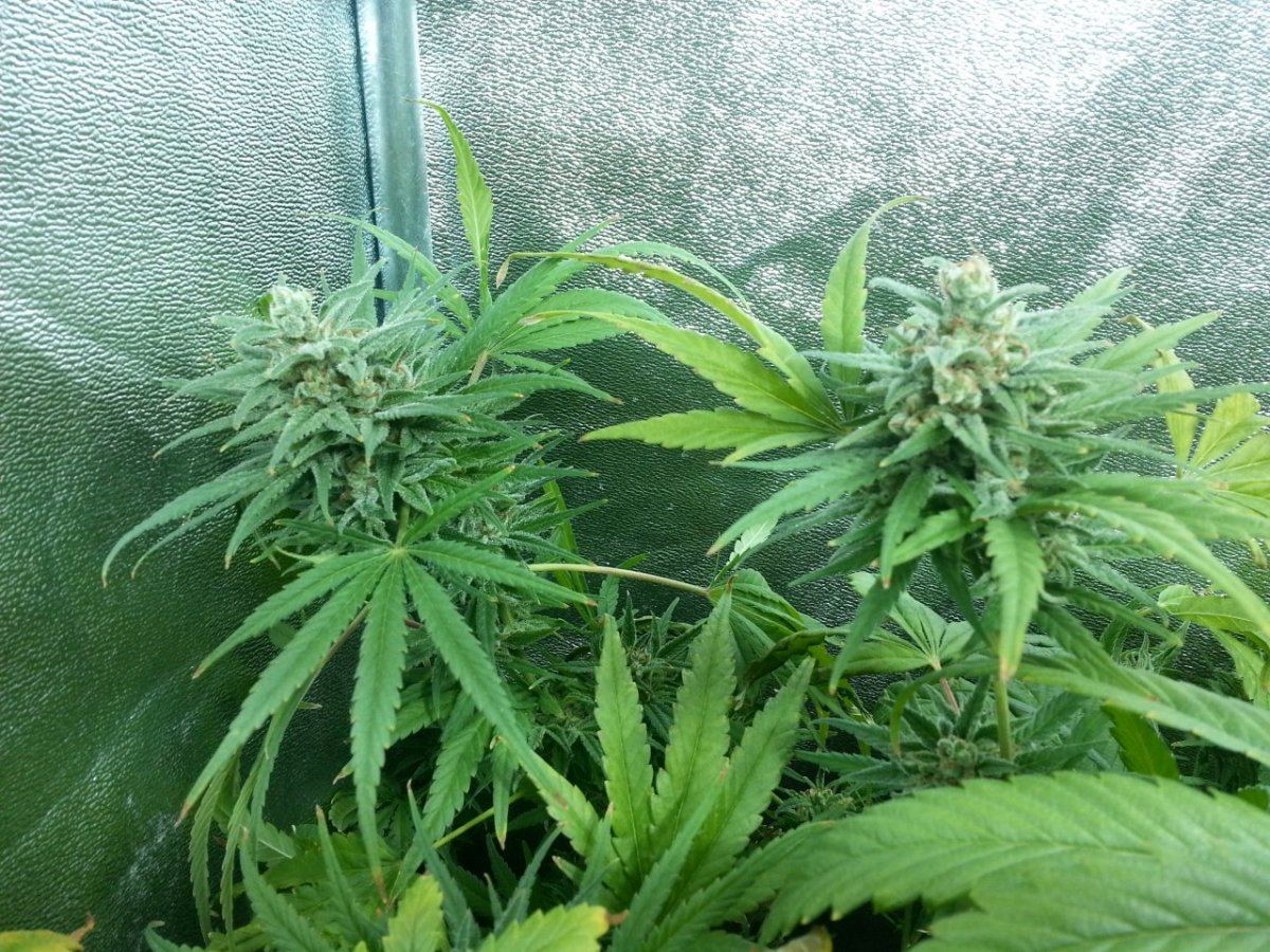 Green crack seeded MiS