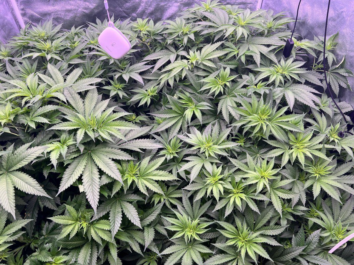 Green crack shy to flowering 2