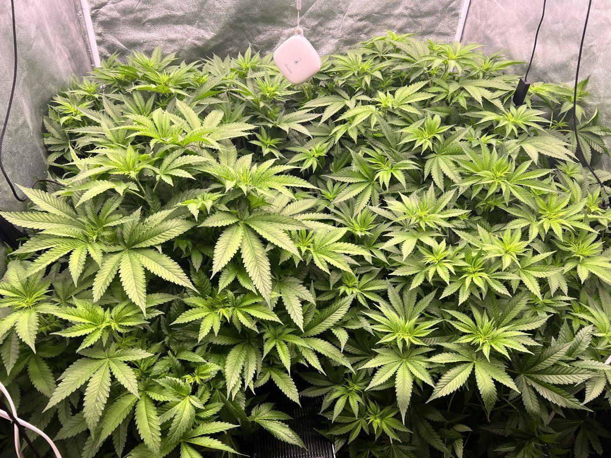 Green crack shy to flowering