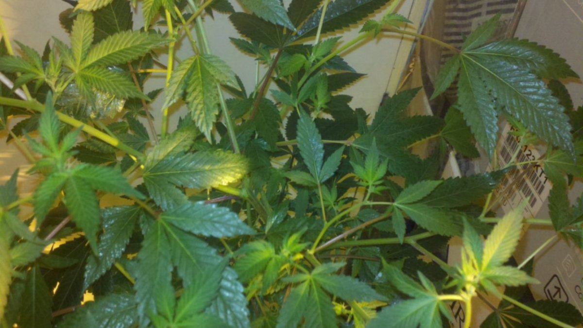 Green crack x af