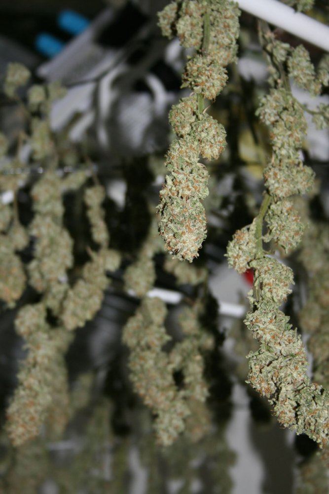 Green crackcush harvest 2