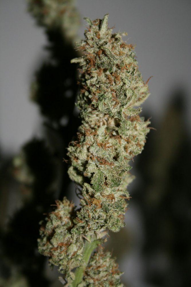 Green crackcush harvest 4