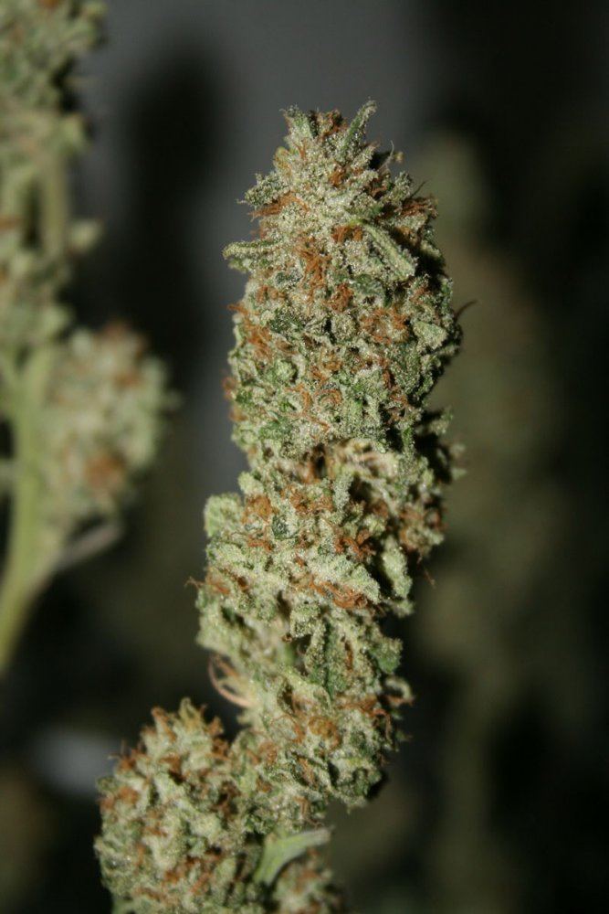 Green crackcush harvest 5
