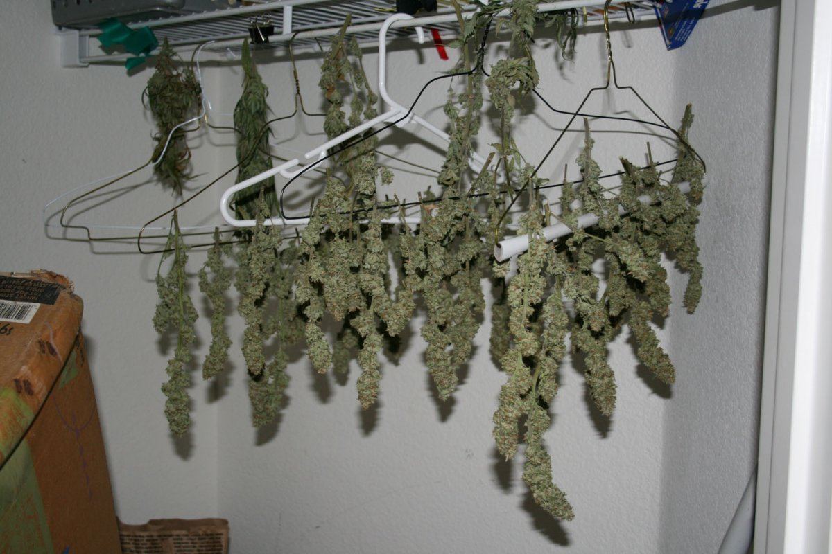 Green crackcush harvest