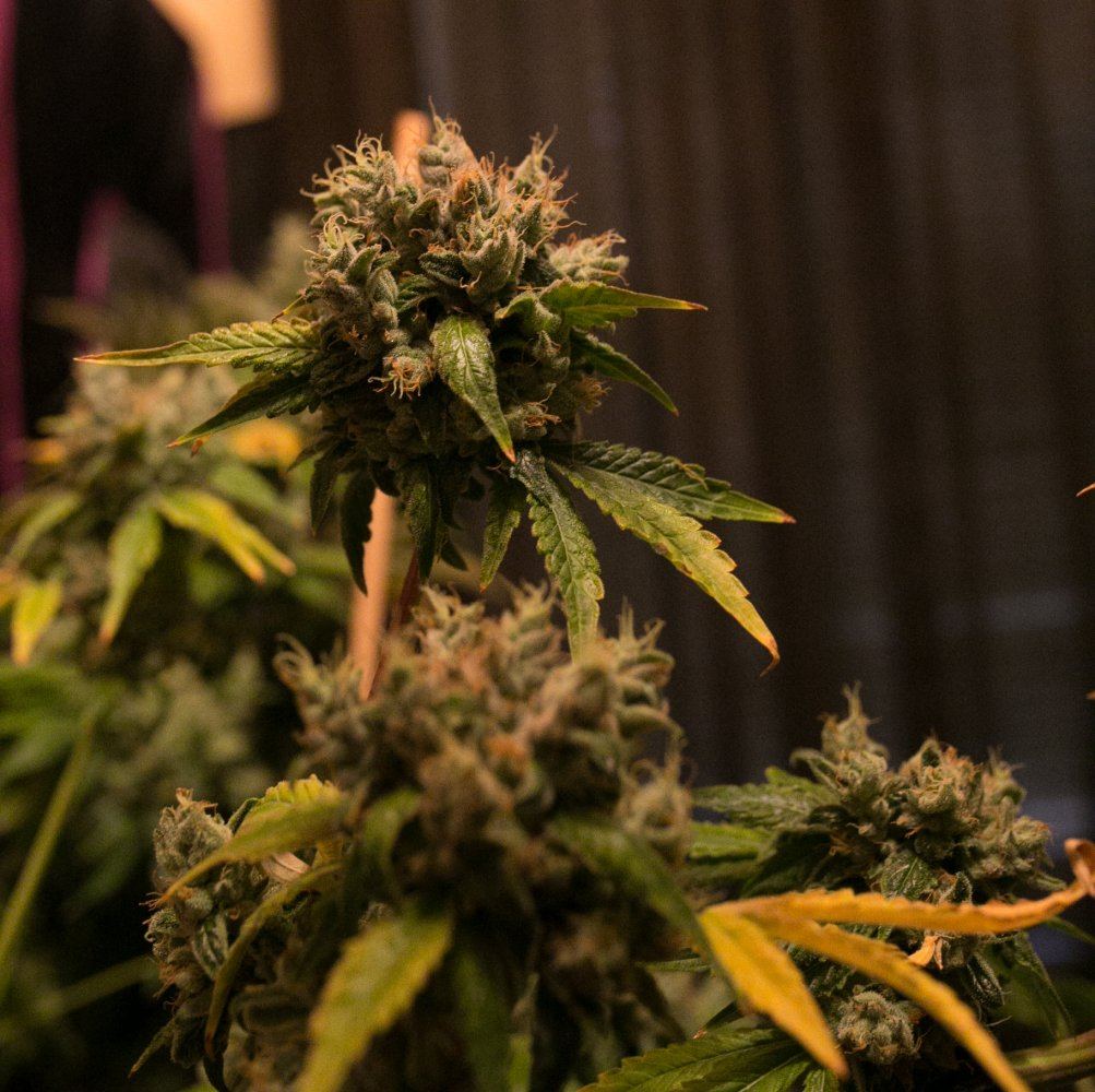 Green Grow 11