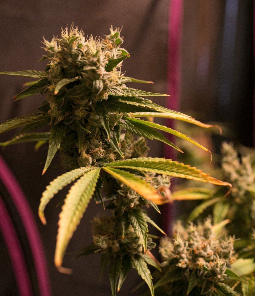Green Grow 13
