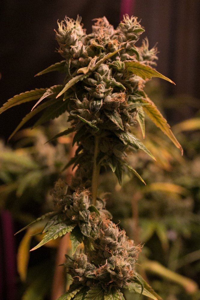Green Grow 14