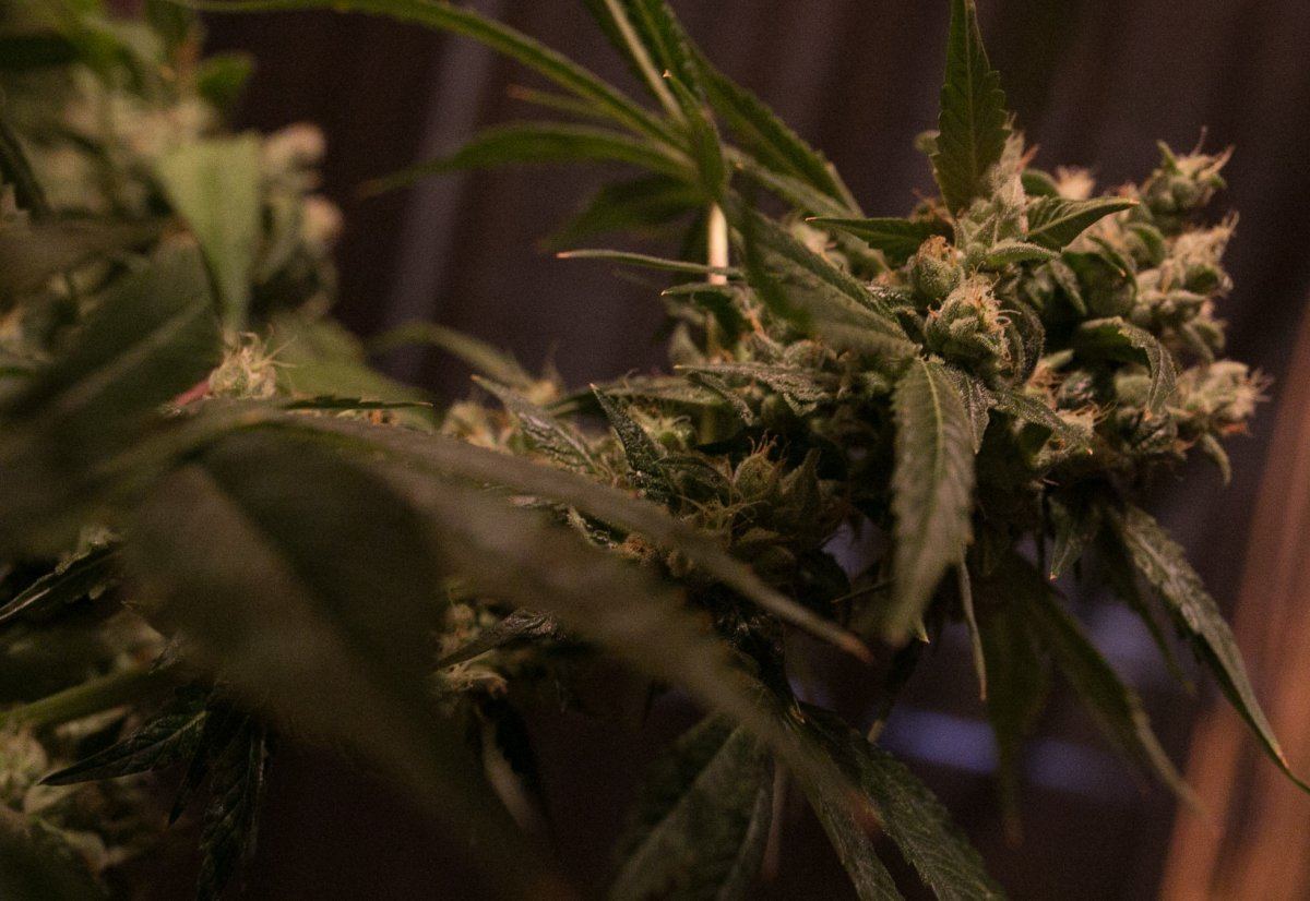 Green Grow 15