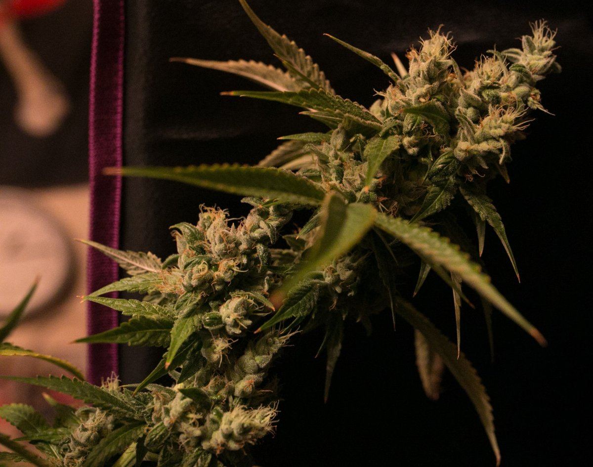 Green Grow 16