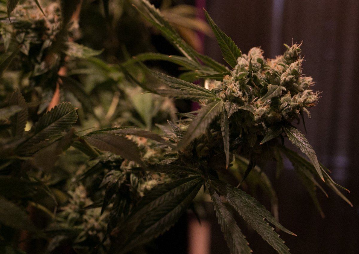 Green Grow 19