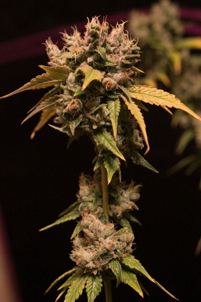 Green Grow 20