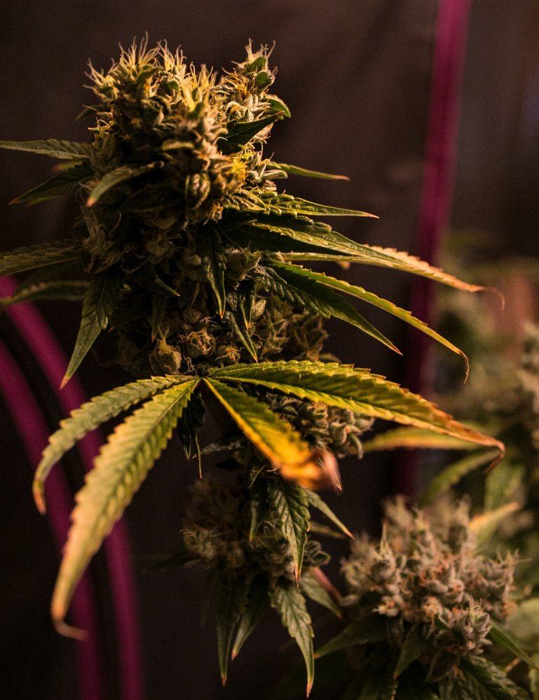 Green Grow 21