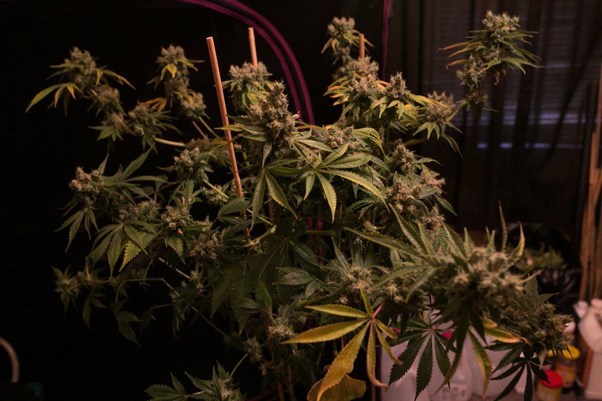 Green Grow 23