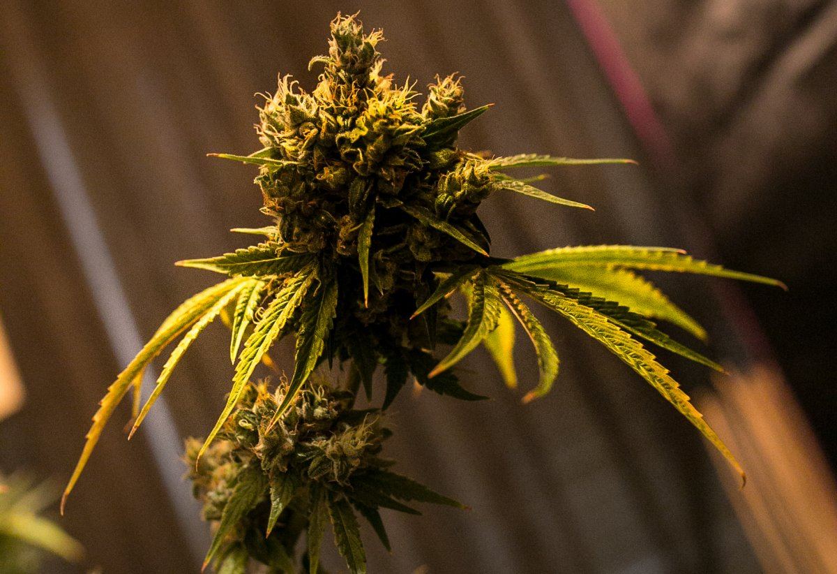 Green Grow 9