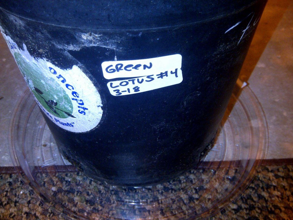 Green lotus  4
