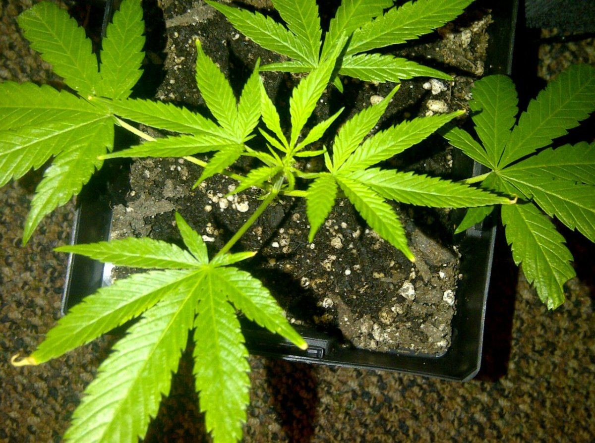 Green lotus clone