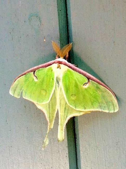 Green moth