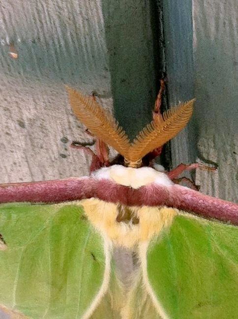 Green moth1