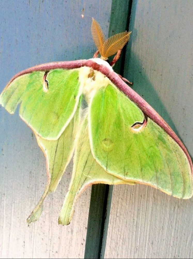Green moth2