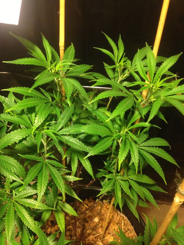 Green1