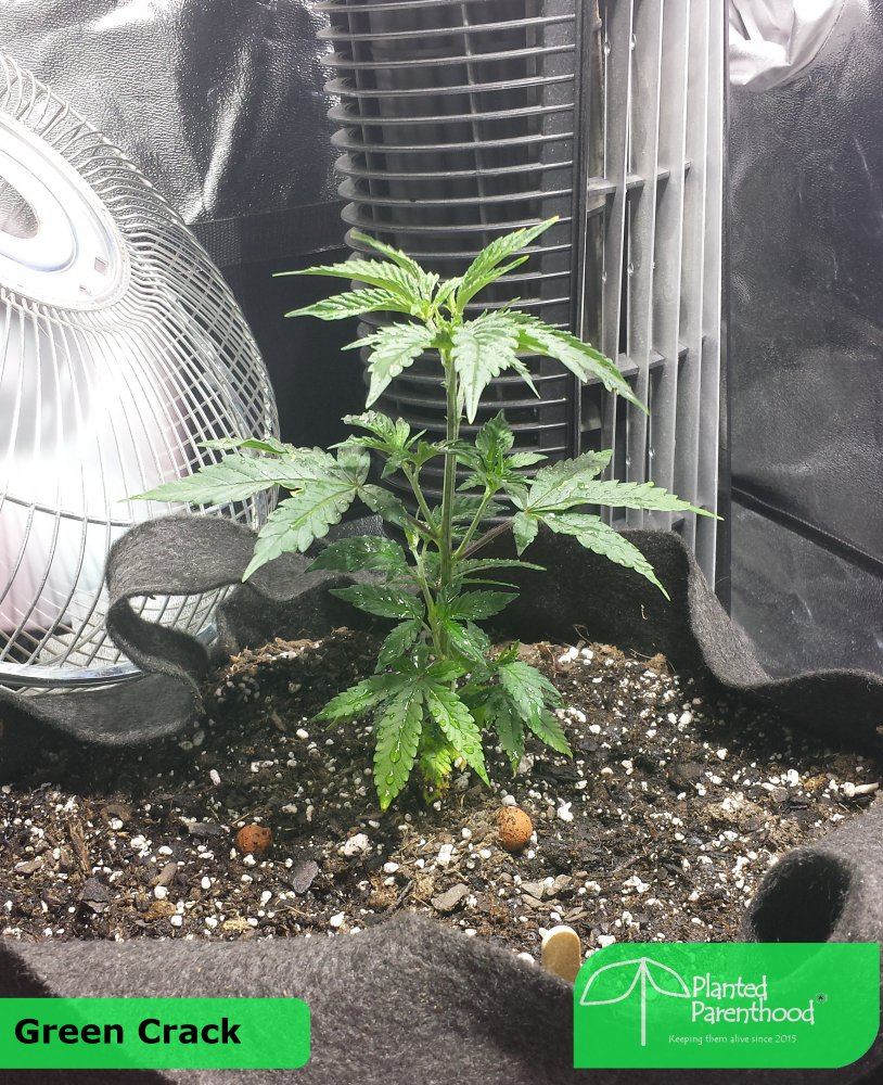 GreenCrack
