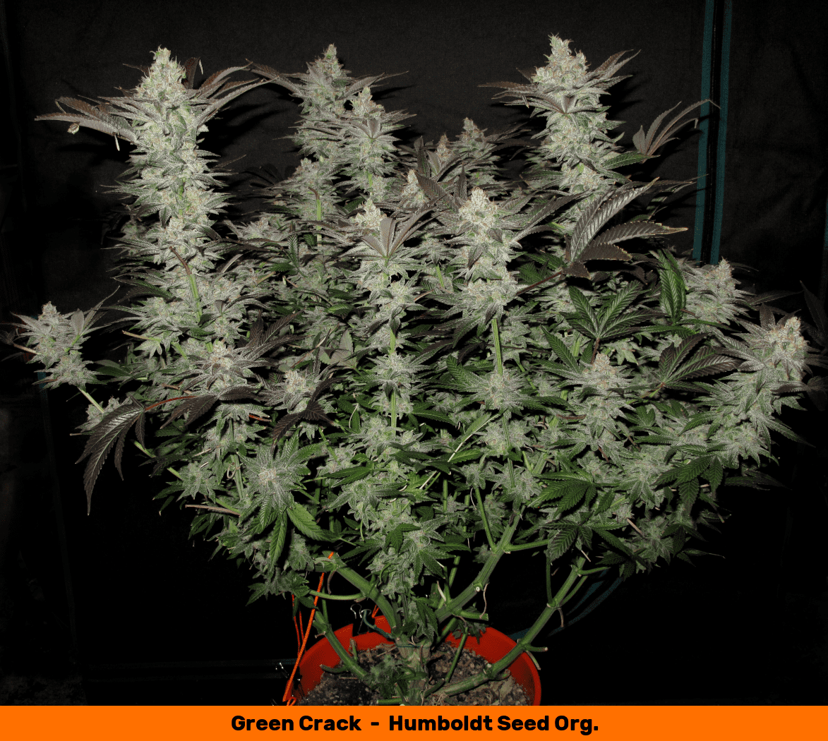 Greencrack1 1050   Copy
