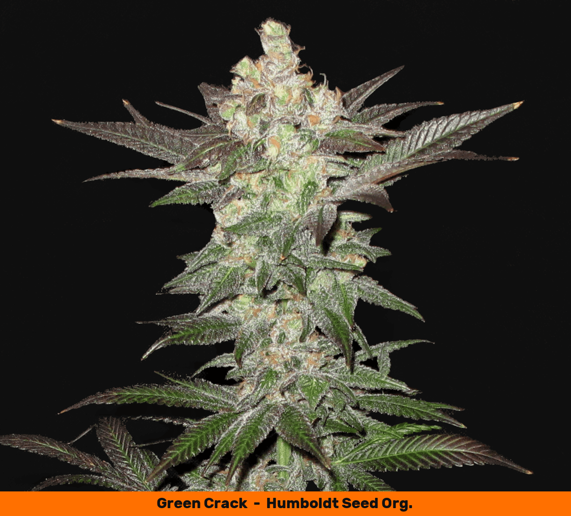 Greencrack2 1050   Copy