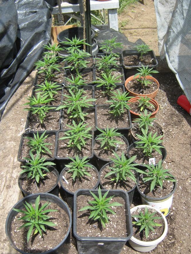 Greengold5 17