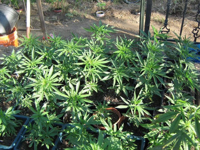 Greengold5 24