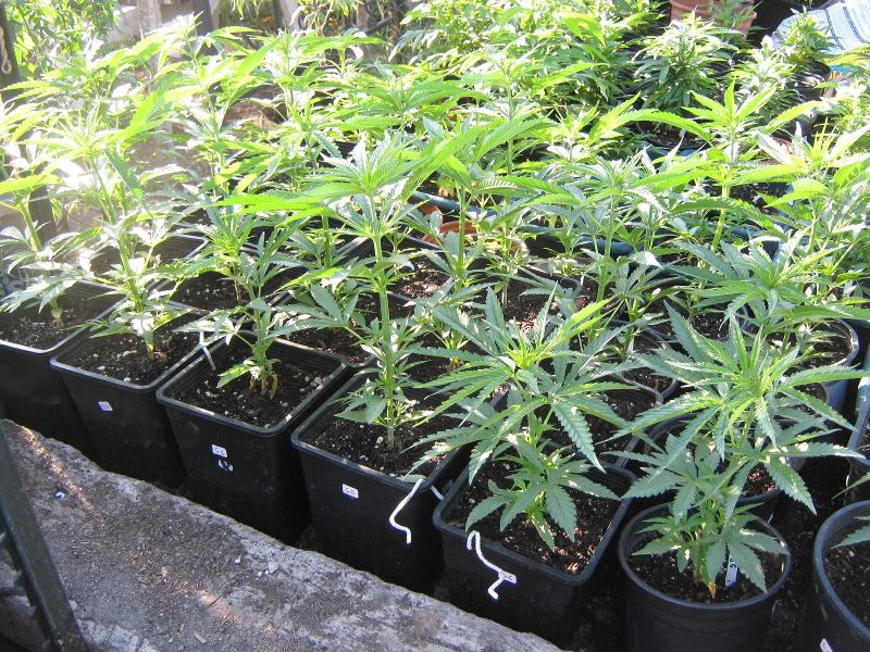 GreenGold5 27