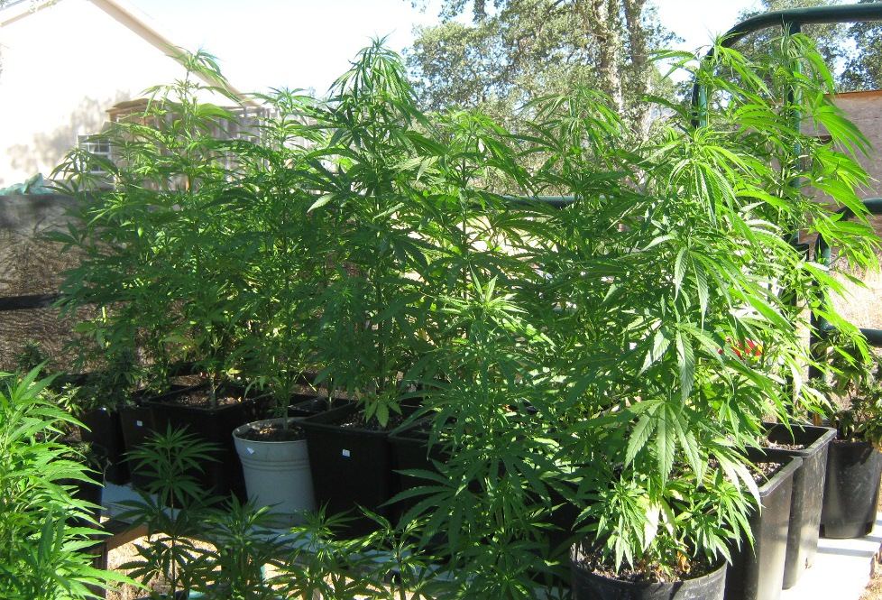 Greengold6 28