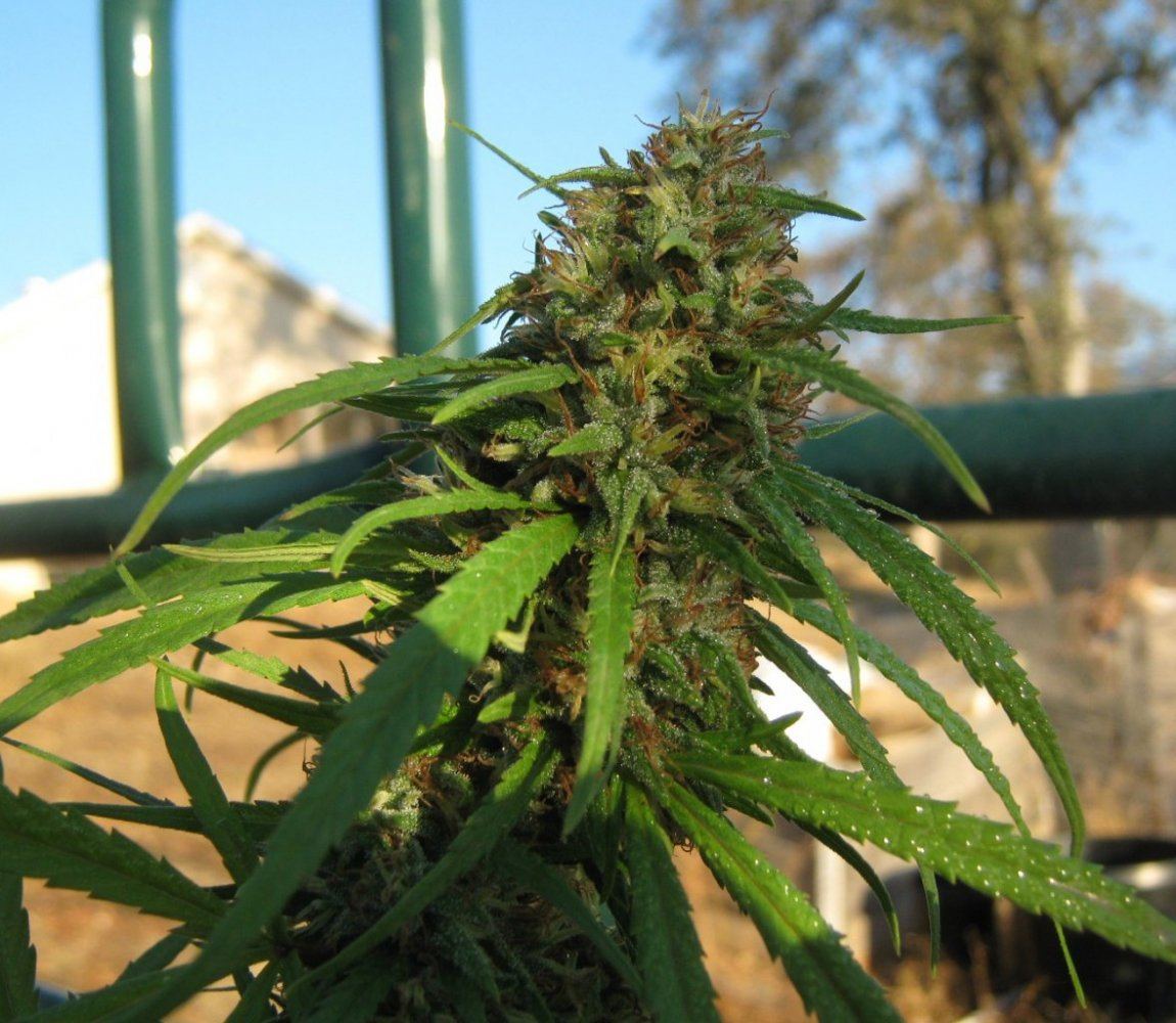 Greengoldbud10 14